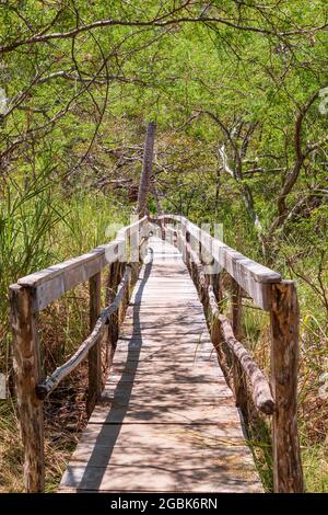 Ponte rustico in legno sui sentieri della riserva naturale Curu. Crociera sull'estuario e attraverso le foreste di mangrovie. Pacifico Puntarenas di Cos Foto Stock