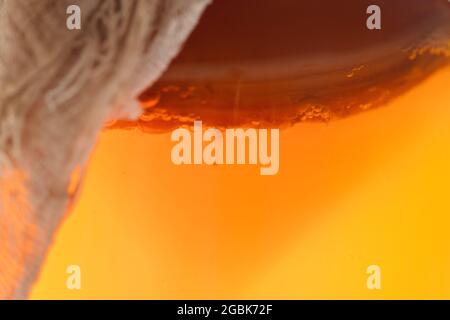 Fungo Kombucha per bevande fermentate naturali fatte in casa. Primo piano, consistenza del cibo su tutta la struttura Foto Stock