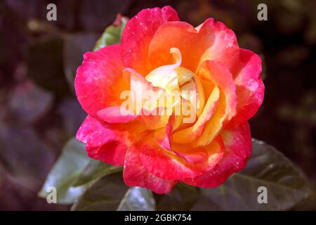 Fiore di rosa nel Guldemondplantsoen Rosariu, a Boskoop del tipo Pullman Orient Express Foto Stock