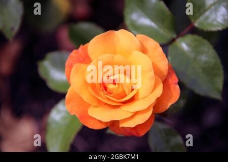 Fiore di una rosa nel Guldemondplantsoen Rosariu, a Boskoop del tipo Westzeit nei Paesi Bassi Foto Stock