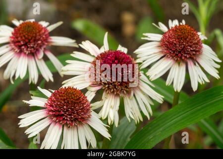 Coneflower Echinacea "fragola e crema" Foto Stock