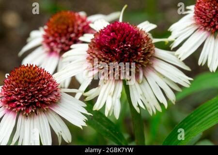 White Coneflower Echinacea "frutti di bosco e crema" Foto Stock