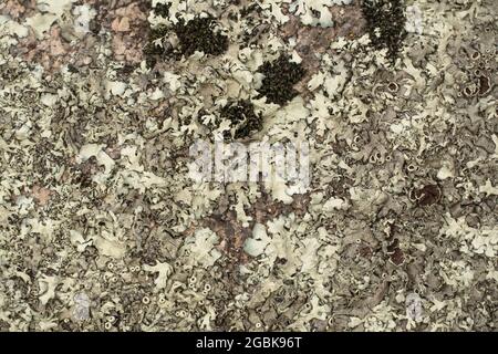 Lichene su una corteccia di un albero. Lichene testurizzato su corteccia di un albero nei boschi. Texture naturali. Lichene su tronco di albero. Piante, natura, botanica. Biologia, s Foto Stock