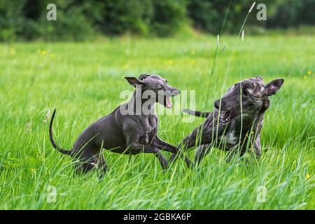 Brindled rough-coated Galgo Español / barcino galgo spagnolo / sospiro spagnolo e italiano Greyhound / piccolo levriero Italiano in esecuzione sul campo Foto Stock