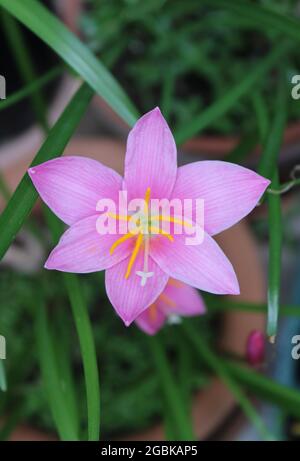 Un fiore rosa del giglio della pioggia Foto Stock