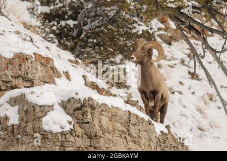 Pecore Bighorn su una ripida scogliera rocciosa con neve Foto Stock