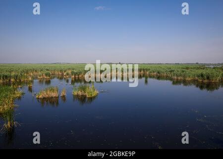 Piante specifiche delle zone umide (canne) del delta di Neaslov in Romania, molto simili al delta del Danubio. Foto Stock