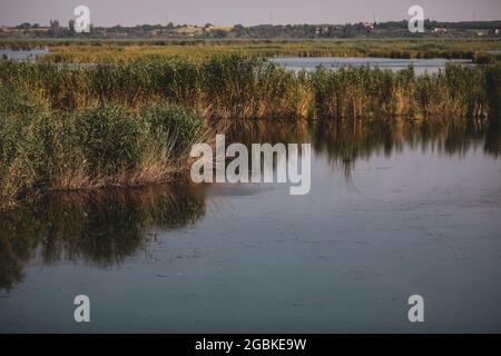 Piante specifiche delle zone umide (canne) del delta di Neaslov in Romania, molto simili al delta del Danubio. Foto Stock