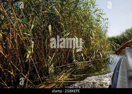 Piante specifiche delle zone umide (canne) del delta di Neaslov in Romania, molto simili al delta del Danubio. Foto Stock