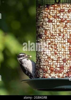 Female Downy Woodpecker che alimenta le arachidi Foto Stock