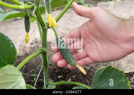 Un cetriolo giovane cresce su un cespuglio. Mostra il feto. Foto Stock