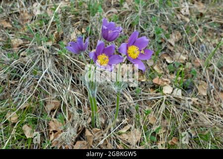 Anemone montana in primavera in erba. Foresta primi fiori viola, nessuno. Foto Stock