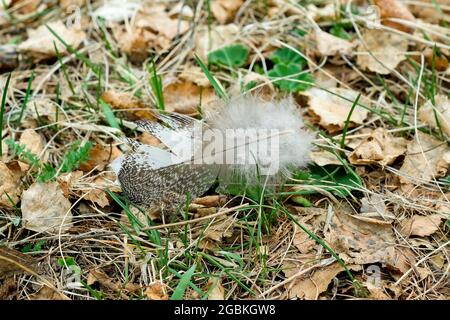 Una bella piuma al centro della cornice. Piuma d'uccello persa. Foto Stock