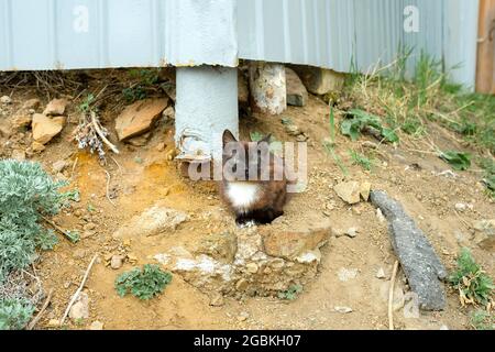 Un gattino senza dimora si trova vicino a una recinzione e a una terra abbandonata. Foto Stock