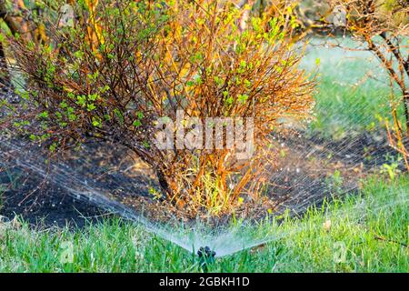 Annaffiatura impianti in estate. Spruzzi d'acqua sull'erba. Foto Stock