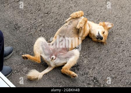 Un cane senza casa si trova sulla sua schiena sull'asfalto. Cane giocoso. Foto Stock