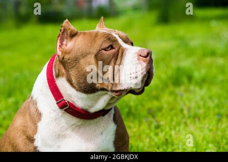 Cioccolato colore americano Bully cucciolo cane è su erba verde Foto Stock