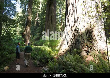 Bigfoot Shadow on Redwood Access Trail - Prairie Creek Redwoods state Park California USA circa 2013 Foto Stock