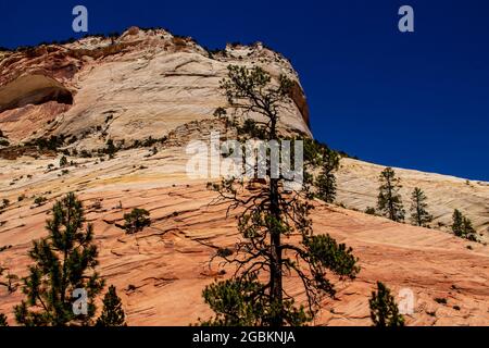 Scogliere di Zion National Park nello Utah USA con scogliere che sono state innalzate inclinate ed erose - uno strato tra Bryce e il Grand Canyon. Foto Stock