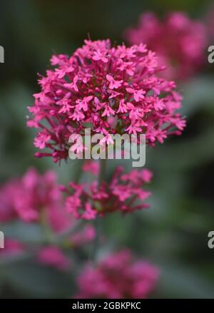 Una Valeriana in fiore rosso la sera Foto Stock