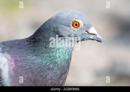 Pigeon Feral primo piano del profilo della testa e dell'occhio Foto Stock