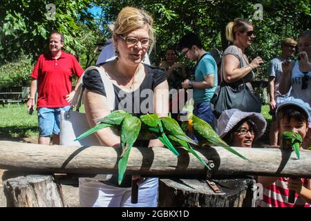 Gennaio 23 2015 Brisbane Australia i turisti nutrono e interagiscono con i lorikeets seduti su registro Foto Stock