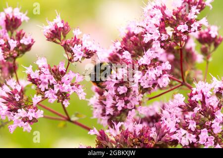 Marjoram selvatico bumblebee Foto Stock