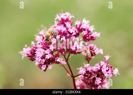 Ape di marjoram selvatico su fiore origanum vulgare Foto Stock
