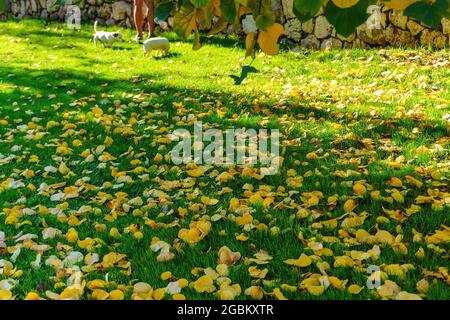 Due cani che camminano in un giardino di foglie d'autunno Foto Stock