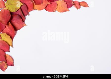 Cornice autunnale in foglie rosse e gialle su sfondo bianco. Mock up, piatto Foto Stock