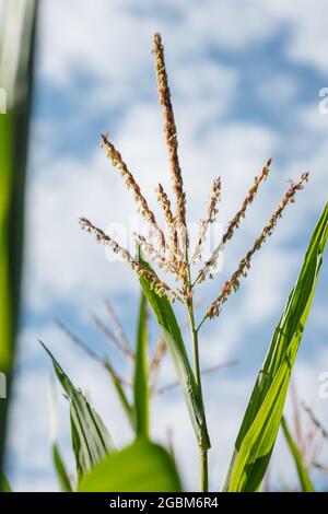 Mais (mais) Tassel vegetale con polline e foglie verdi contro il cielo blu in un piccolo campo agricolo biologico in Svizzera Foto Stock