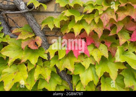 Ivy aggrappato ad un muro di mattoni, Stati Uniti Foto Stock