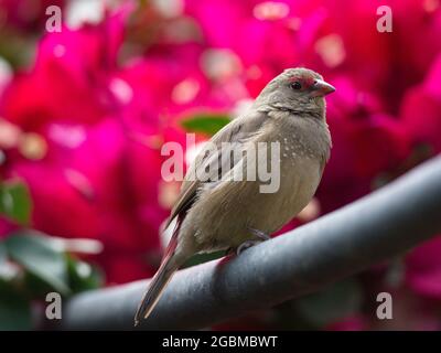 Closeup di un uccello comune a becco di cera (astrilda astrild) contro sfondo colorato Lalibela, Etiopia. Foto Stock