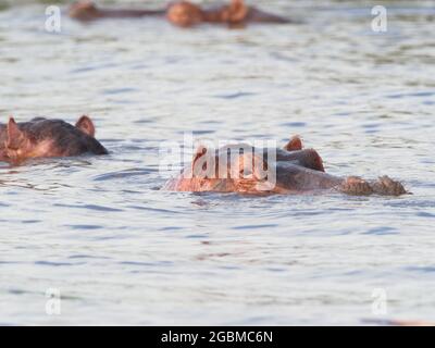 Closeup ritratto di Hippopotamus (Hippopotamus anfibio) teste galleggianti in acqua Lago Awassa, Etiopia. Foto Stock