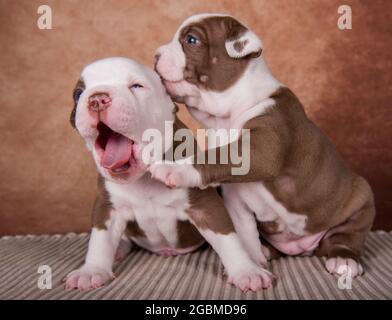 Due divertenti cuccioli di Bullies americani su sfondo marrone Foto Stock