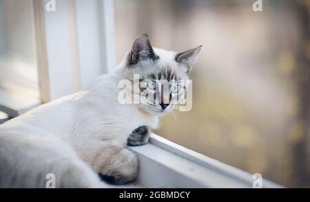 Ritratto di un gatto tailandese sul davanzale. Un gattino thai-bred. Piccolo gatto con occhi blu che guardano fuori la finestra. Foto Stock