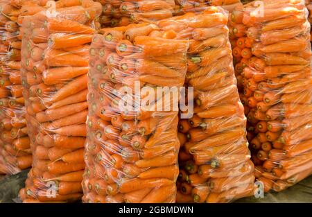 Sacchetti con carote fresche giovani preparati per la vendita. Carote appena raccolte. Raccolta di verdure biologiche. Agricoltura e agricoltura. Messa a fuoco selettiva Foto Stock