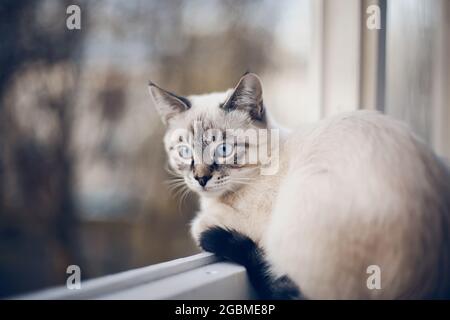 Ritratto di un gatto tailandese sul davanzale. Un gattino thai-bred. Piccolo gatto con occhi blu che guardano fuori la finestra. Foto Stock