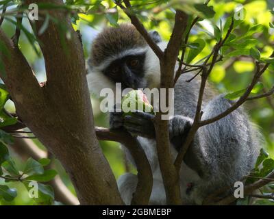 Closeup ritratto di una scimmia Vervet (Chlorocebus pygerythrus) mangiare guava frutta Lago Awassa, Etiopia. Foto Stock