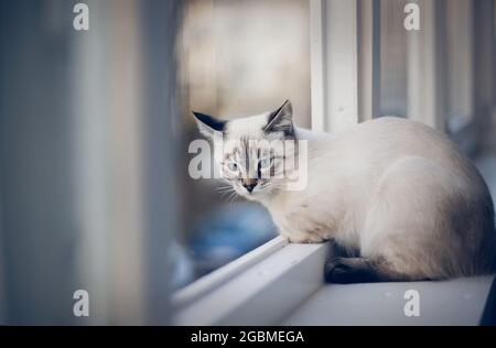 Ritratto di un gatto tailandese sul davanzale. Un gattino thai-bred. Piccolo gatto con occhi blu che guardano fuori la finestra. Foto Stock