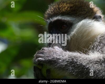 Primo piano ritratto di una scimmia Vervet (Chlorocebus pygerythrus) testa mangiare in albero Lago Awassa, Etiopia. Foto Stock