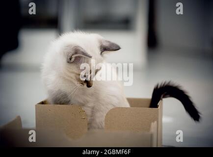 Un gattino con gli occhi blu si trova in una scatola di cartone. Un gattino thai-bred. Gatto piccolo. Foto Stock