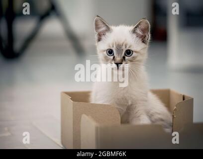 Un gattino con gli occhi blu si trova in una scatola di cartone. Gatto piccolo. Foto Stock