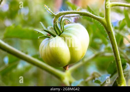 Un pomodoro verde, grande sta maturando in un letto in un terreno di orto, serra. Pomodori organici non maturi che crescono su rami tra foglie. Estate ha Foto Stock