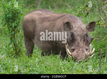 Closeup ritratto di warthog selvatico (Phacochoerus africanus) caccia in erba, Bale Mountains National Park, Etiopia. Foto Stock