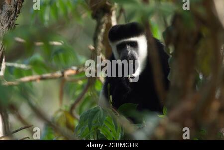 Closeup ritratto di guereza manciata (Colobus guereza) Colobus Monkey, Bale Mountains National Park, Etiopia. Foto Stock