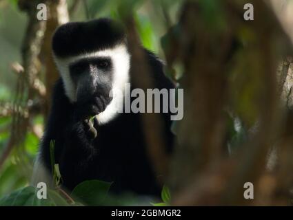 Closeup ritratto di guereza manciata (Colobus guereza) Colobus Monkey guardando la macchina fotografica, Bale Mountains National Park, Etiopia. Foto Stock