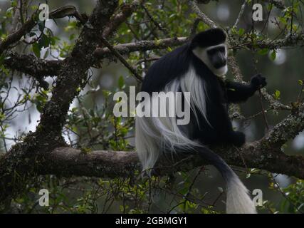 Closeup lato sul ritratto di guereza manled (Colobus guereza) Colobus Monkey guardando la fotocamera, Bale Mountains National Park, Etiopia. Foto Stock