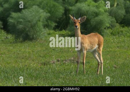 Primo piano ritratto di Oribi (Ourebia ourebi) piccolo, rapido antilope africano, Bale Mountains National Park, Etiopia. Foto Stock