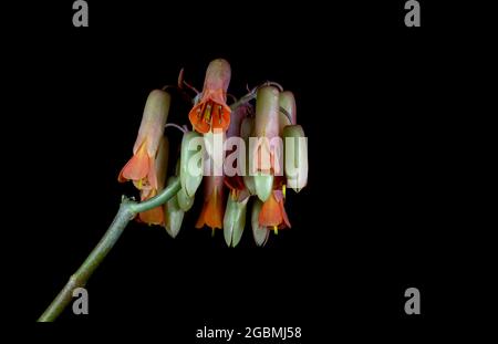 Macrofotografia dei fiori drooping a forma di campana di una pianta di cactus di Kalanchoe Fedtschenkoi succulente perenne Foto Stock
